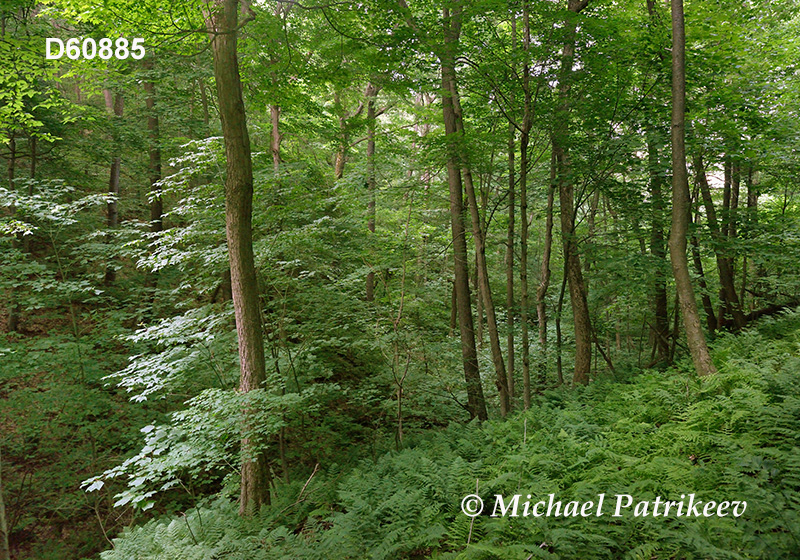 Appalachian-Blue Ridge forests